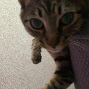 Meet your Posher, Isabella